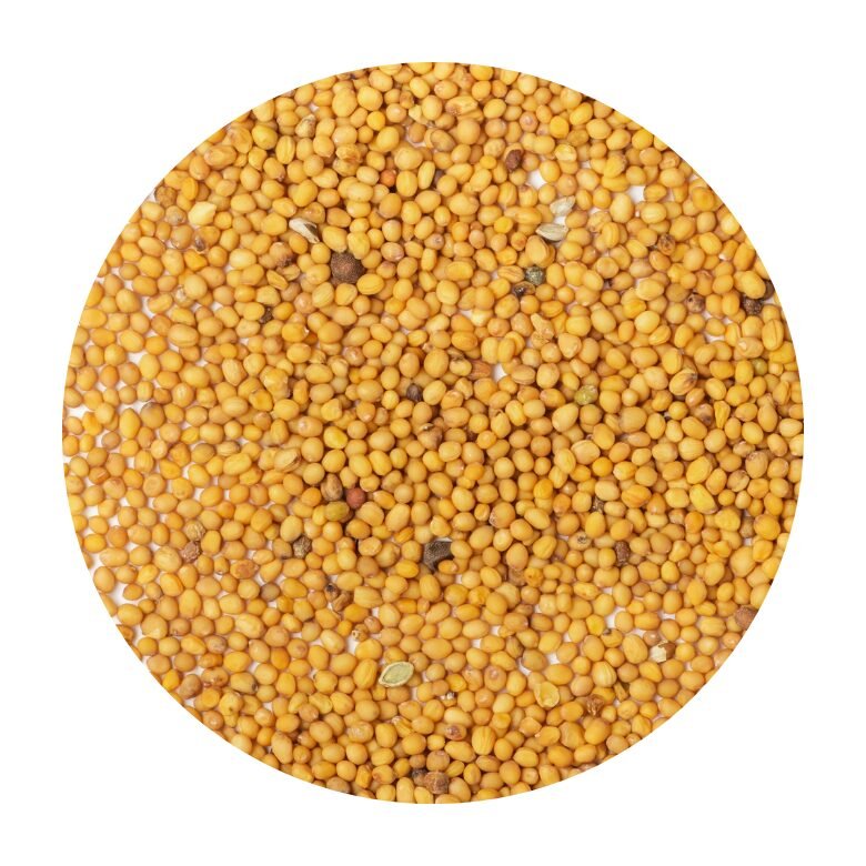 Yellow Mustard Seeds